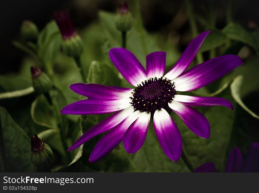 Senetti