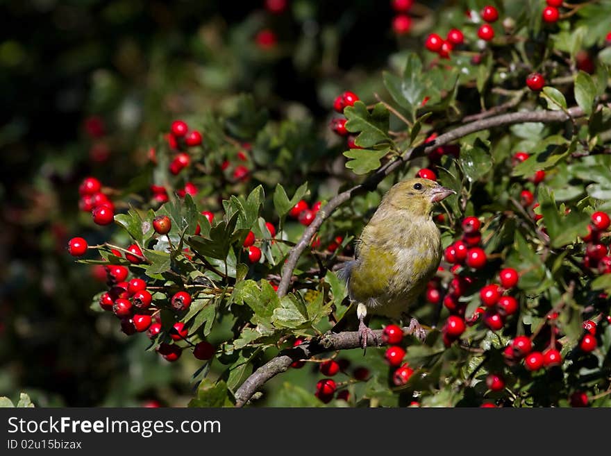 Greenfinch (Carduelis chloris)