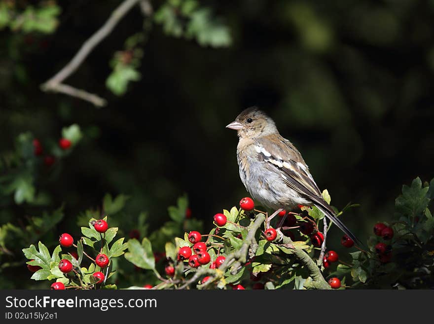 Chaffinch