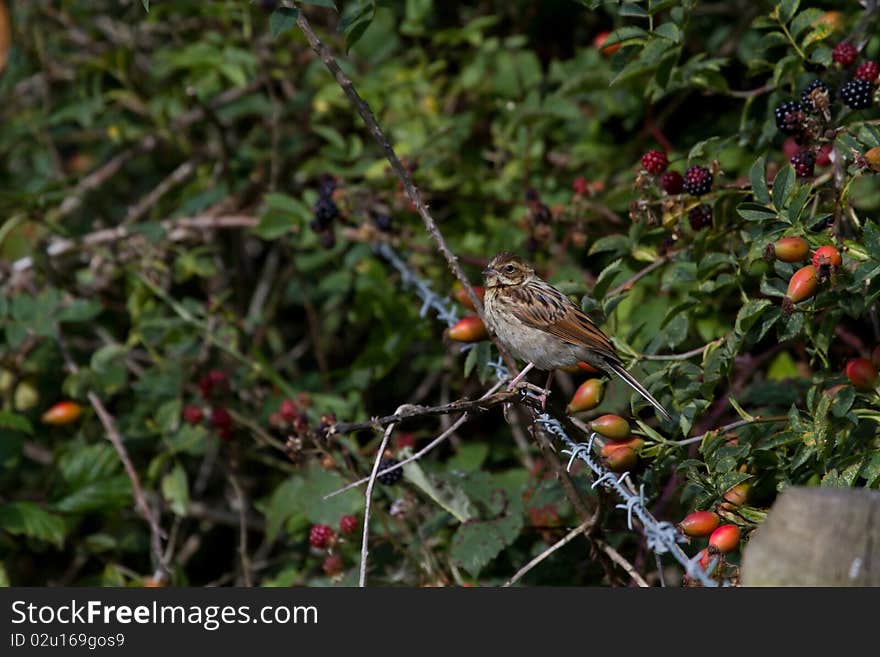 Reed Bunting (Emberiza Schoeniclus)