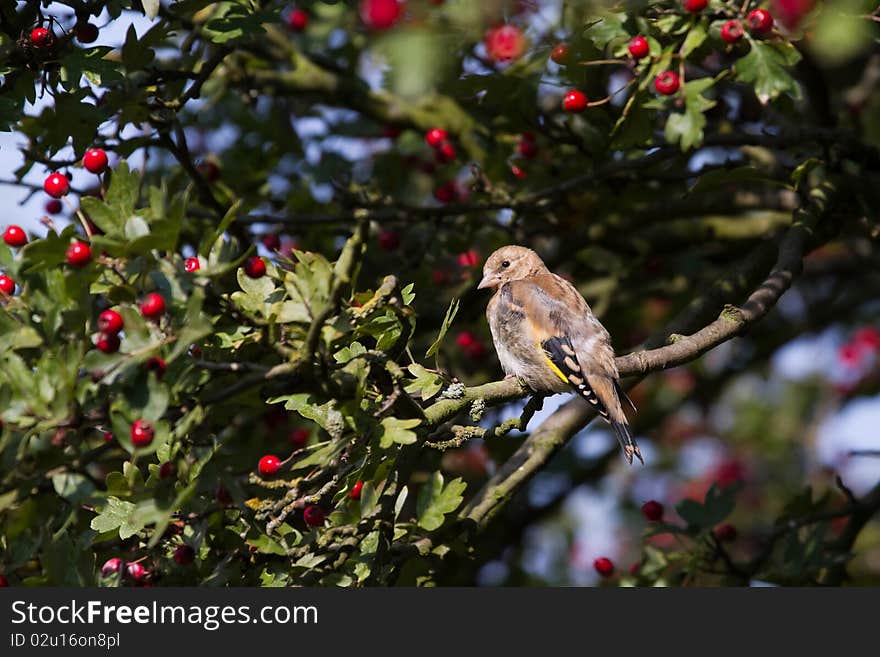 Goldfinch (Carduelis Carduelis)