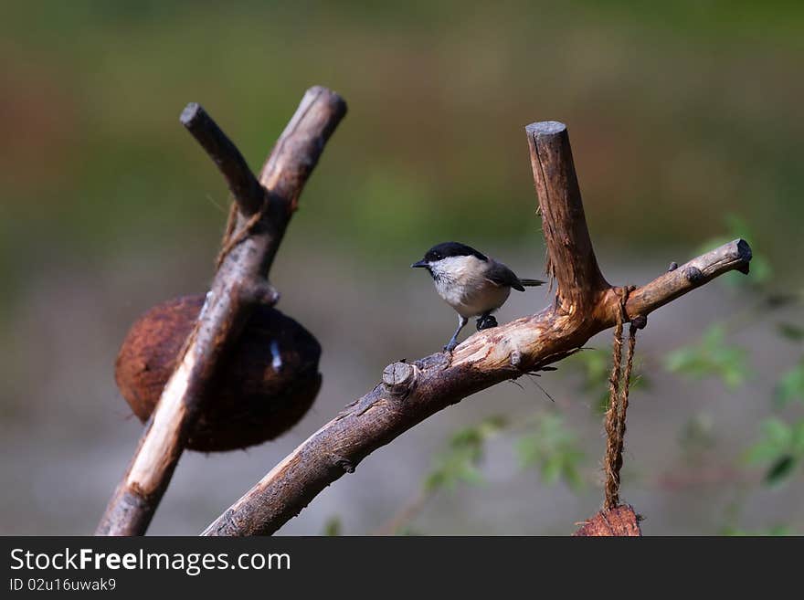 Willow Tit (Poecile Montanus)