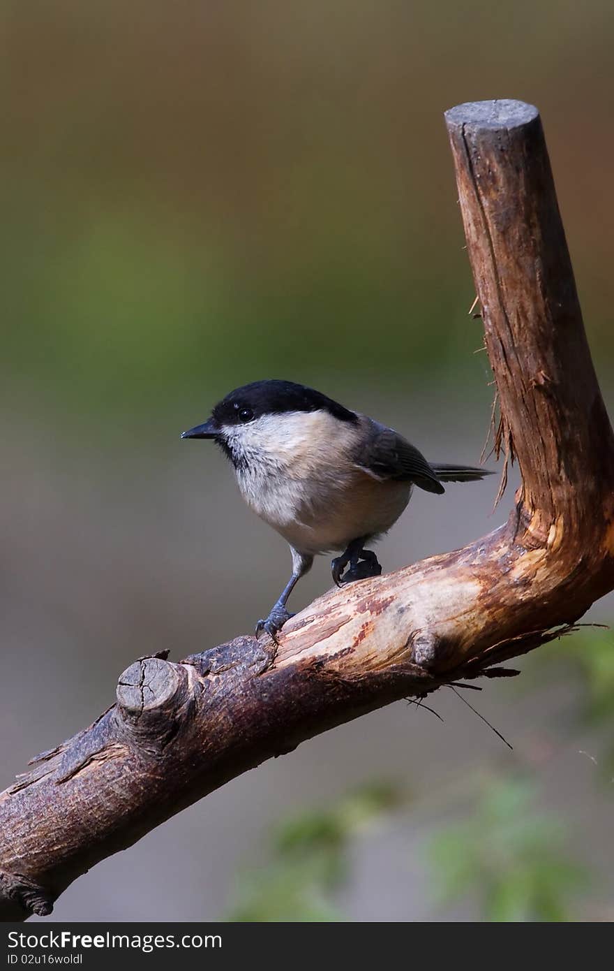 Willow Tit (Poecile montanus)