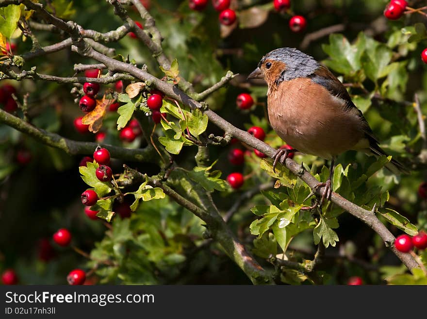 Chaffinch (Fringilla coelebs)