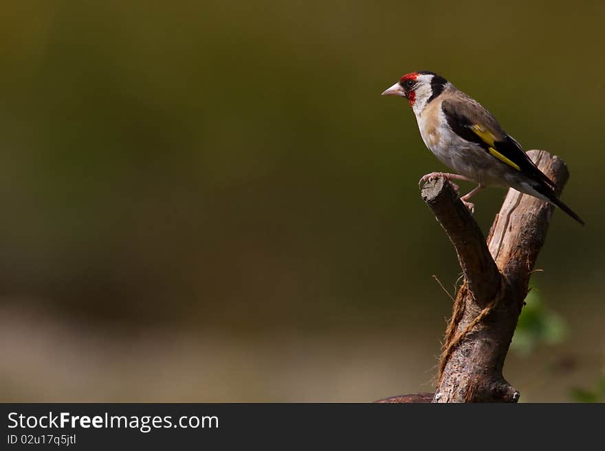 Goldfinch (Carduelis Carduelis)