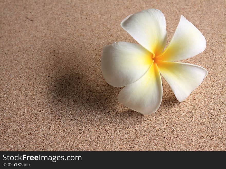 Frangipani drop on the ground