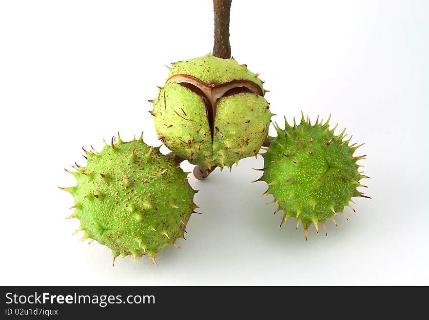 Chestnuts are isolated on a white background