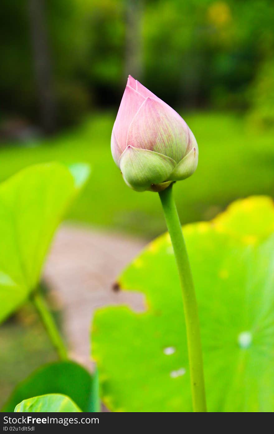 Thai lotus in the park