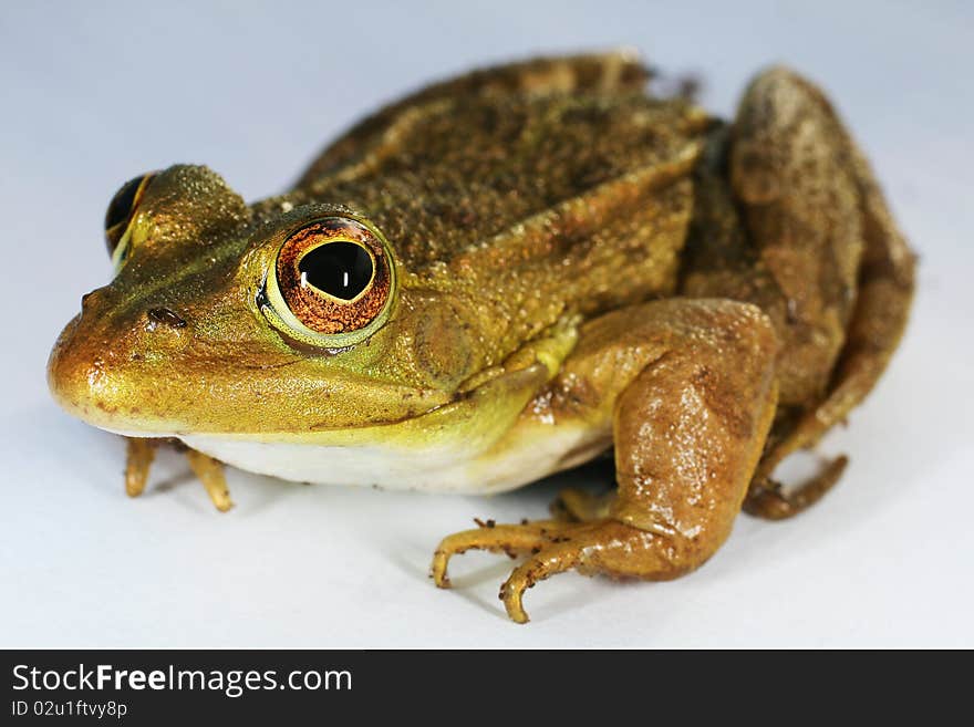 Green-brown frog on white background.