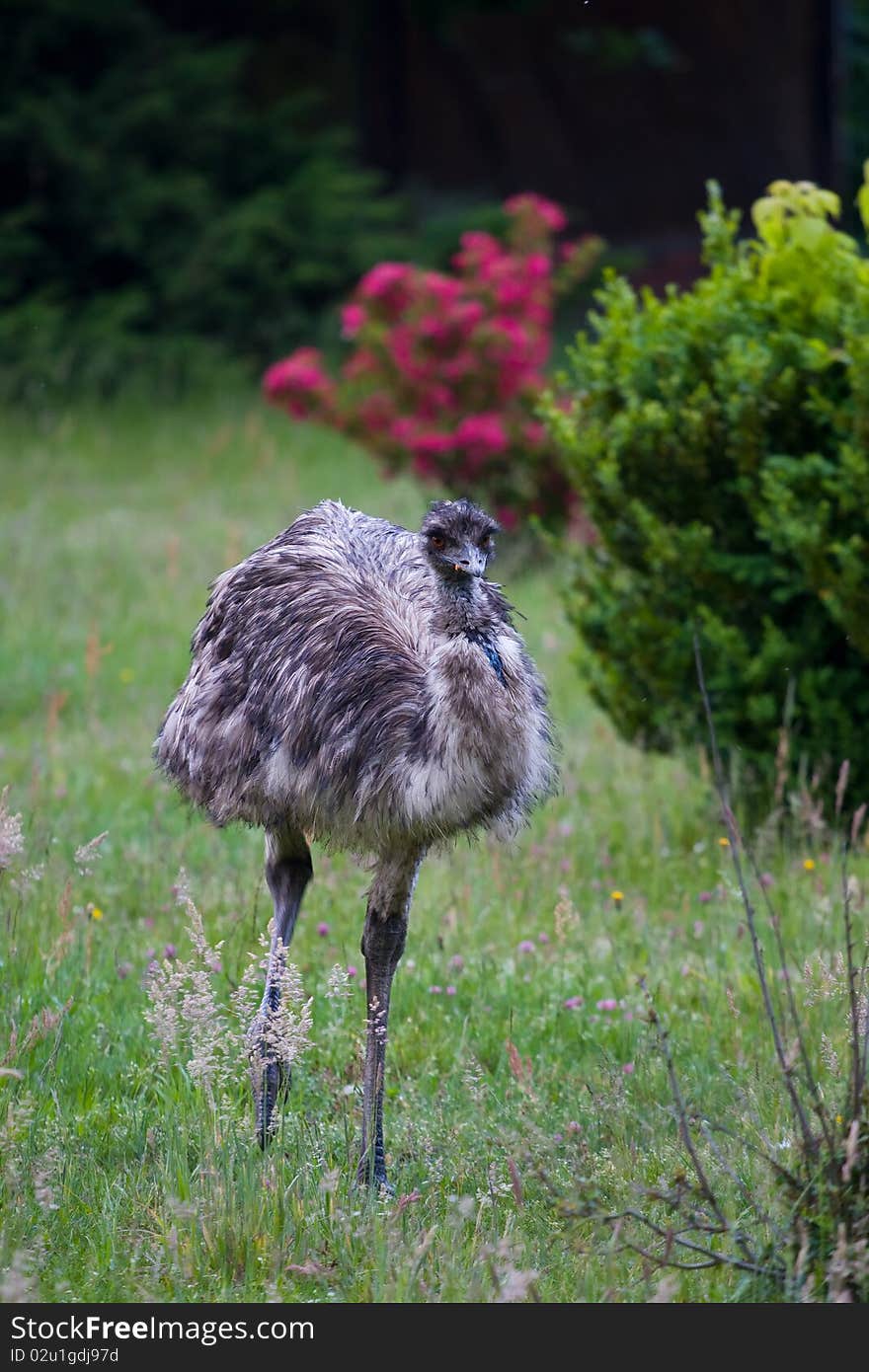 Running ostrich