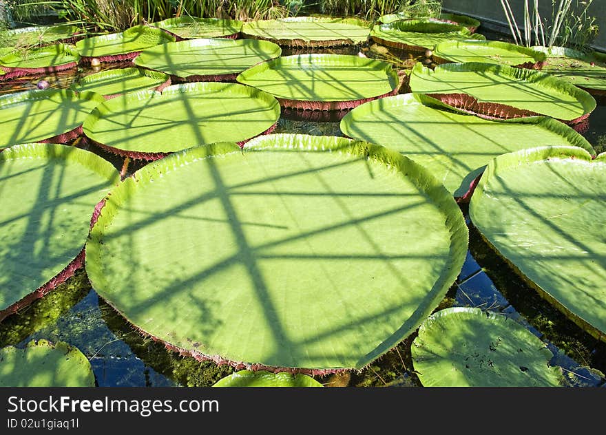 Lily Pads at Monets Garden