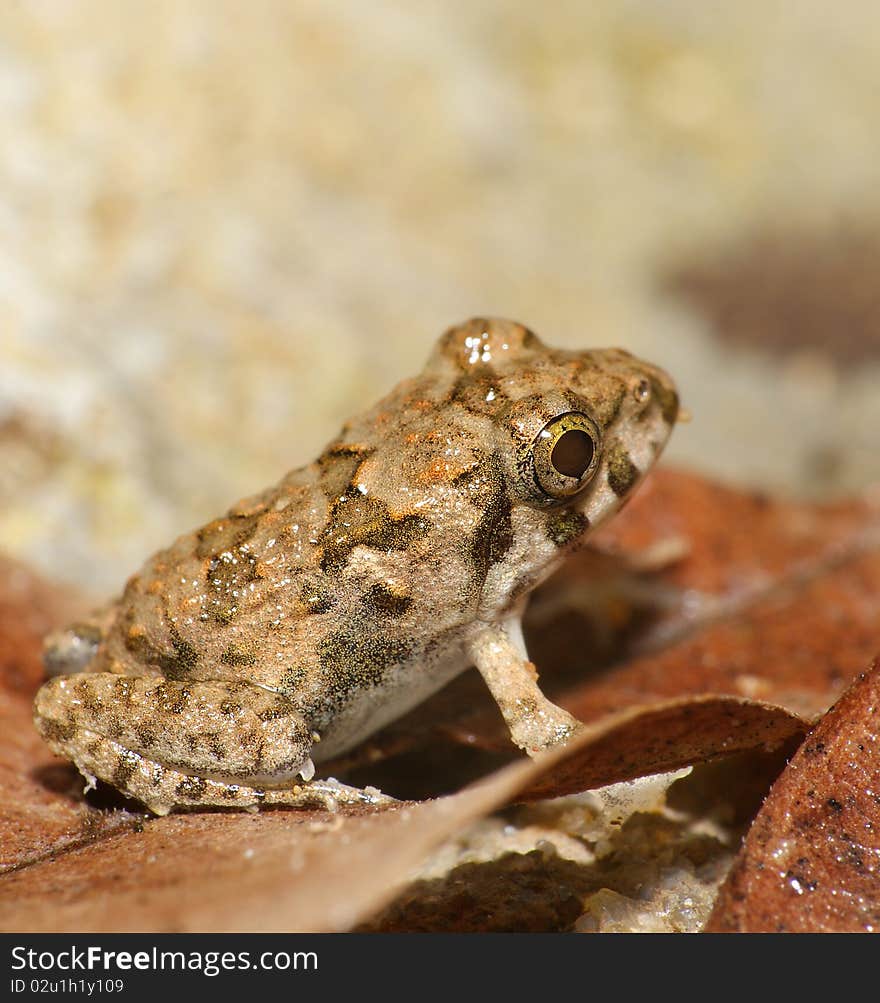 Malaysian brown orange frog in a bush. Malaysian brown orange frog in a bush