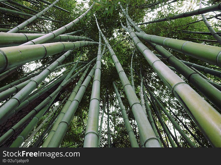 Bamboo