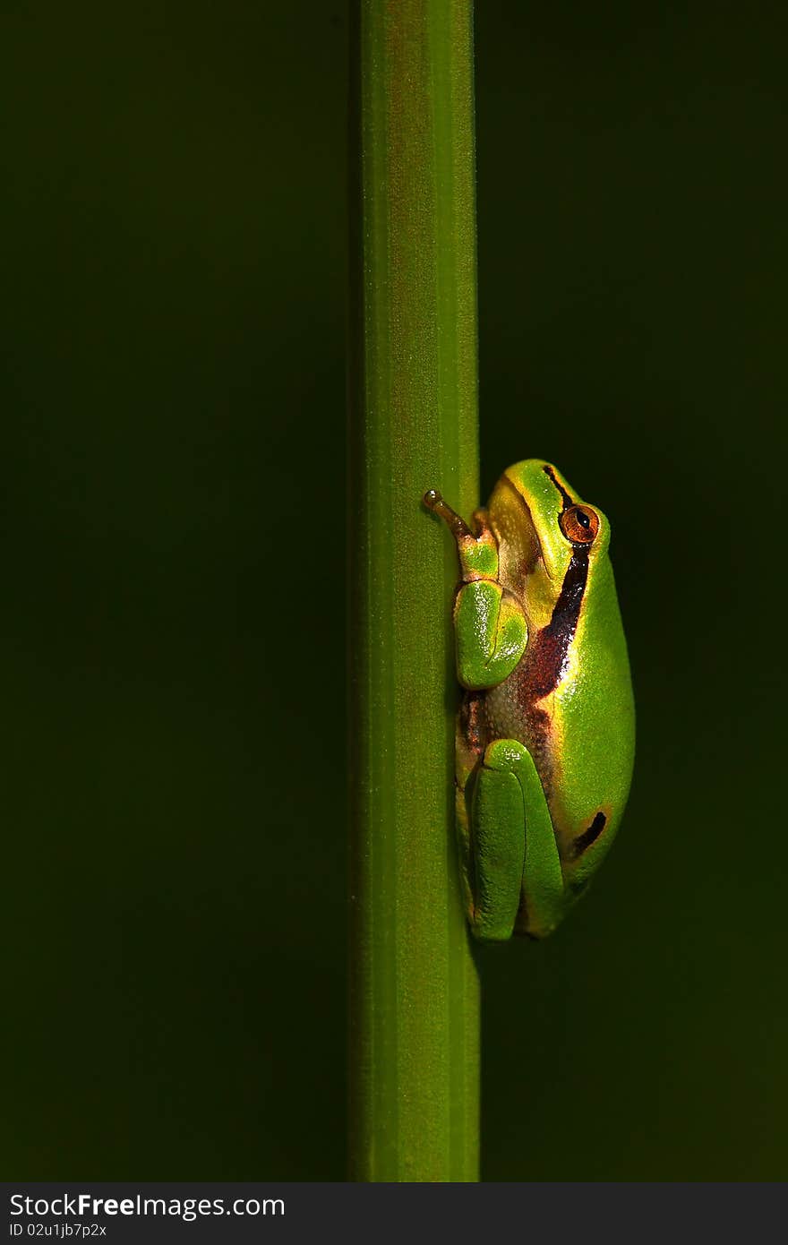 European tree-frog (Hyla arborea)