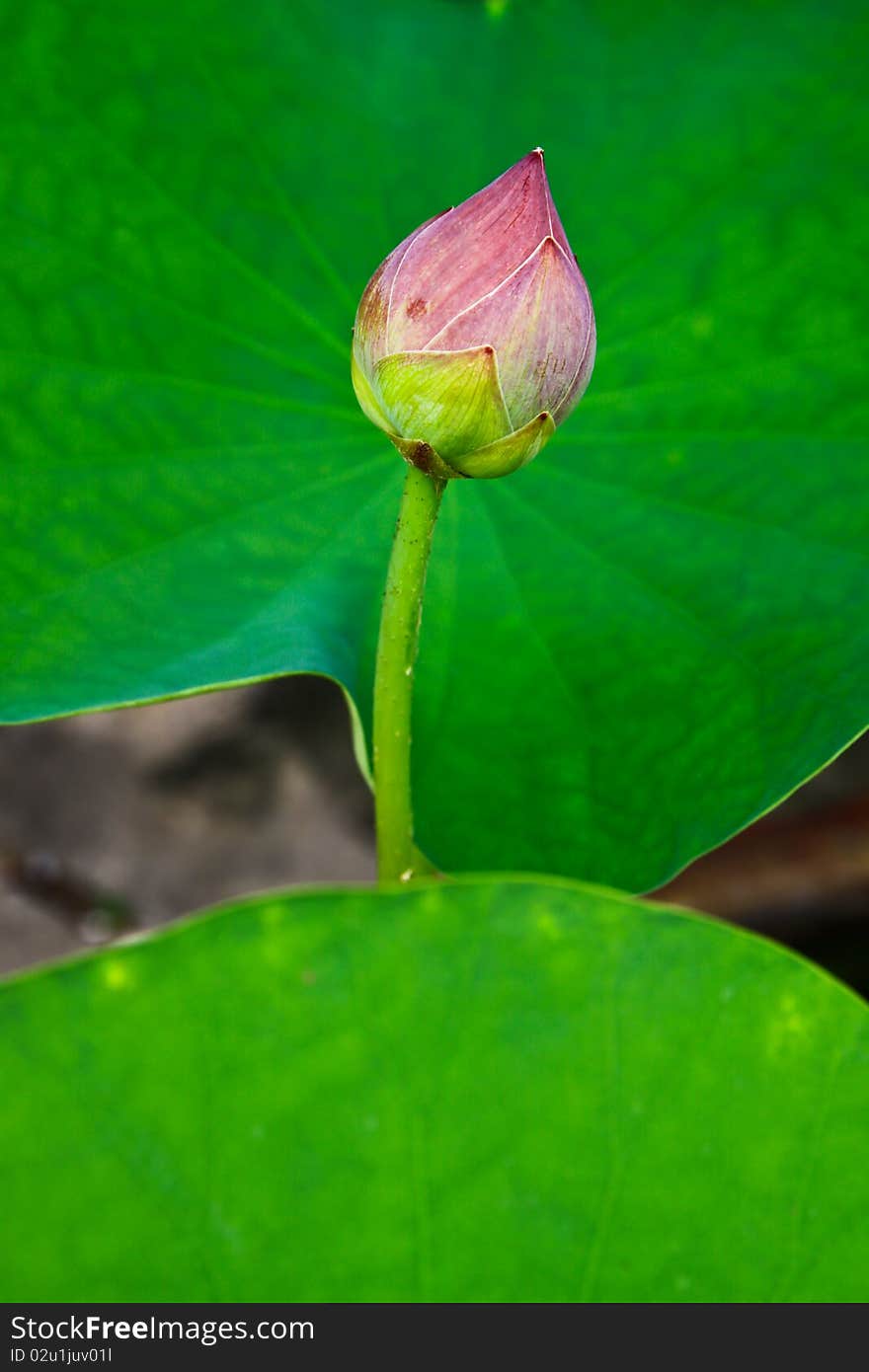 Thai lotus in the park