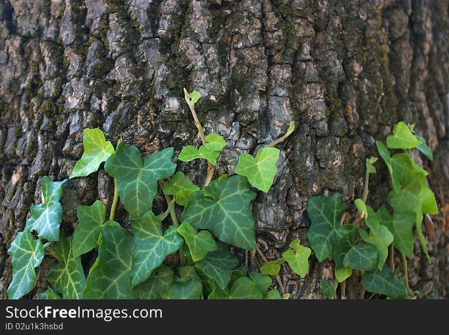 Ivy On Old Tree Background