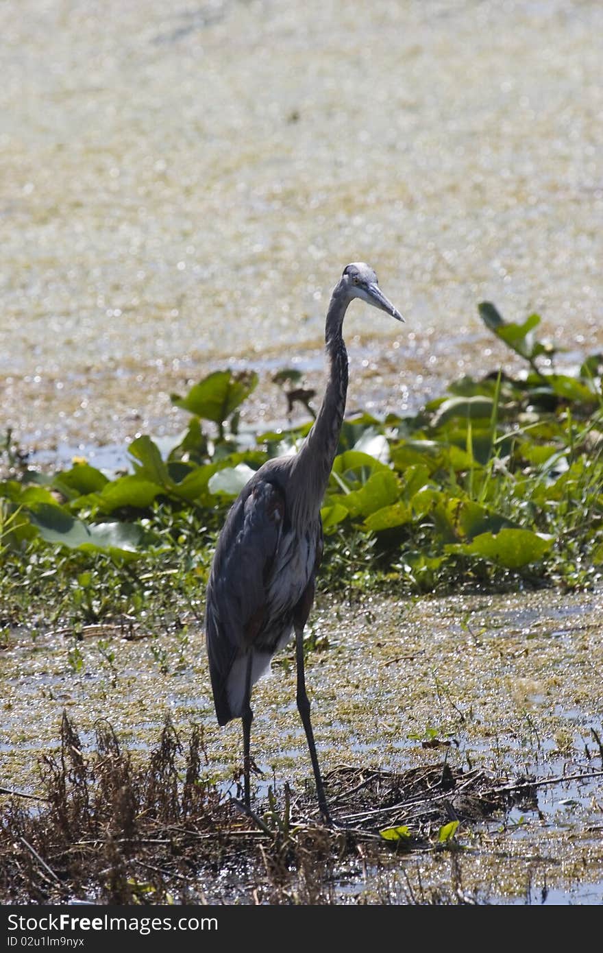 An Anhinga, also known as a snake bird fishing in a lake in Inverness Florida