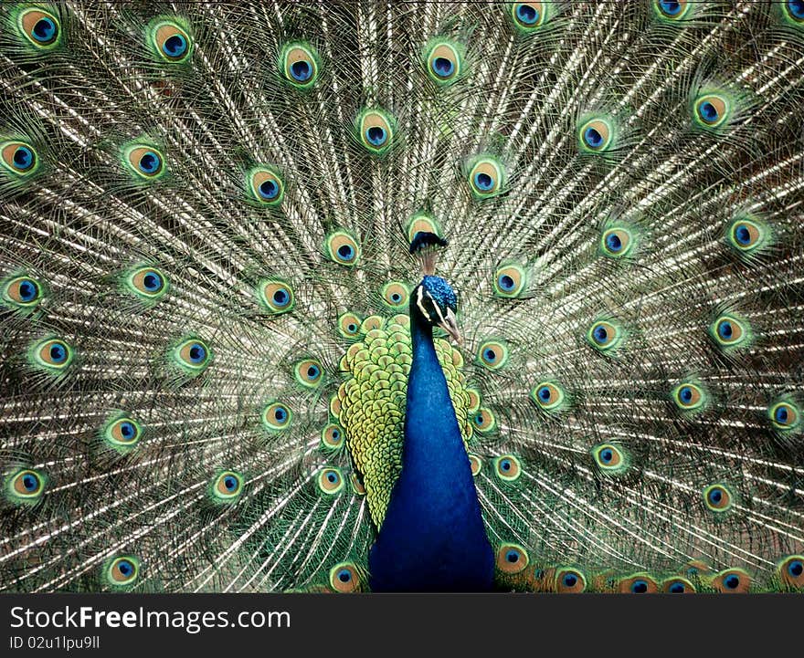 A blue peacock with his tail on display