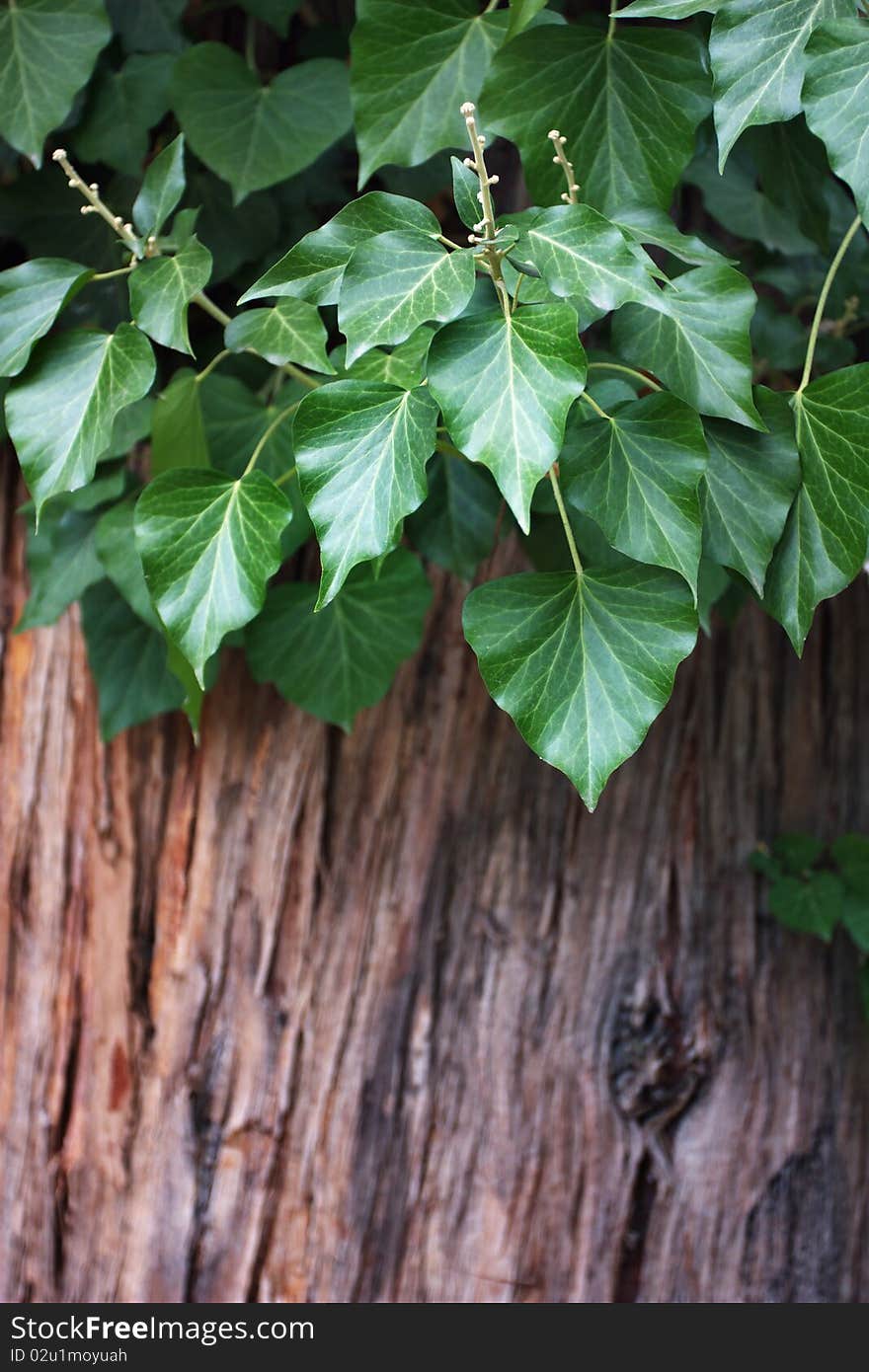 Ivy On Old Tree Background