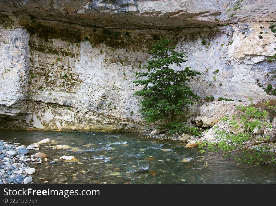 Lonely tree on coast mountain river