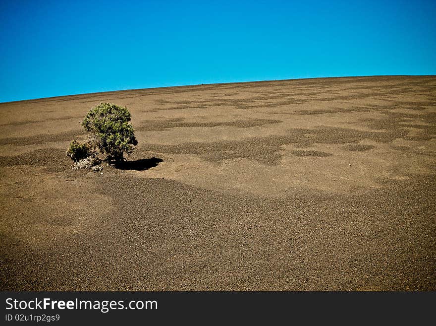 A single bush on the side of a volcano. A single bush on the side of a volcano