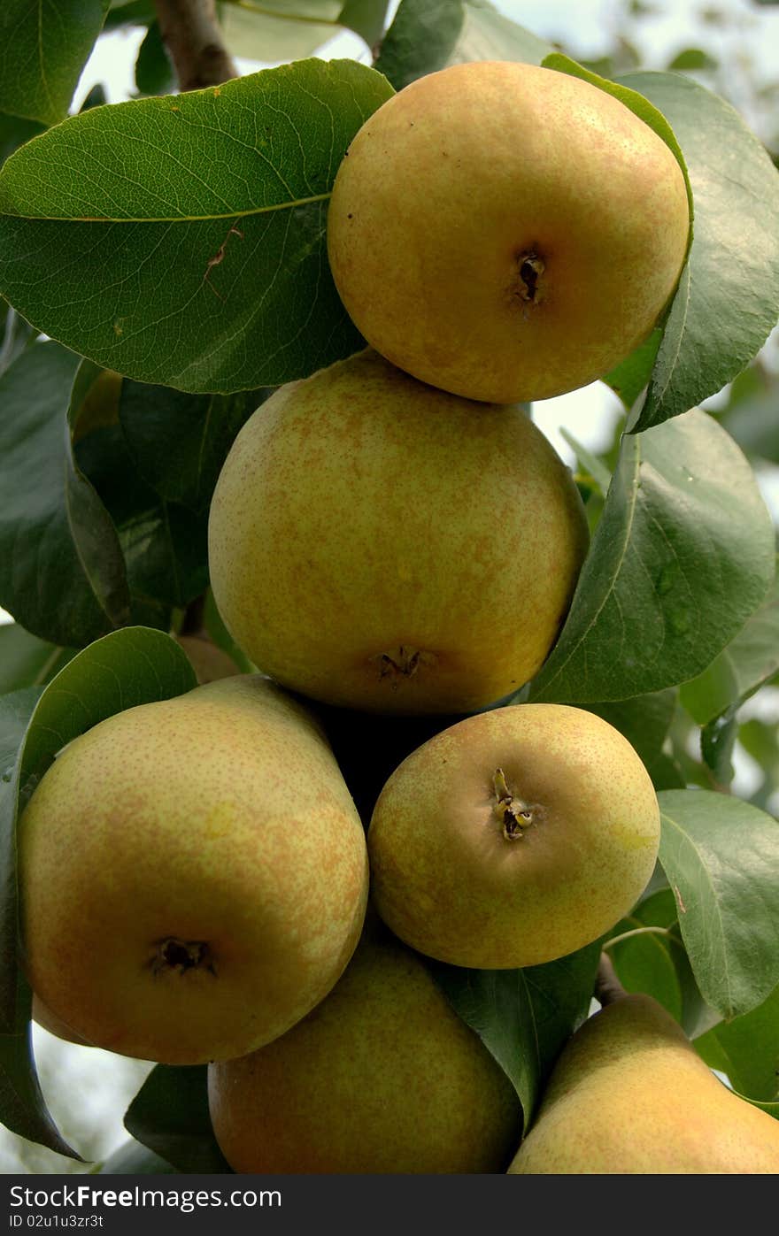 Fresh ripe pears