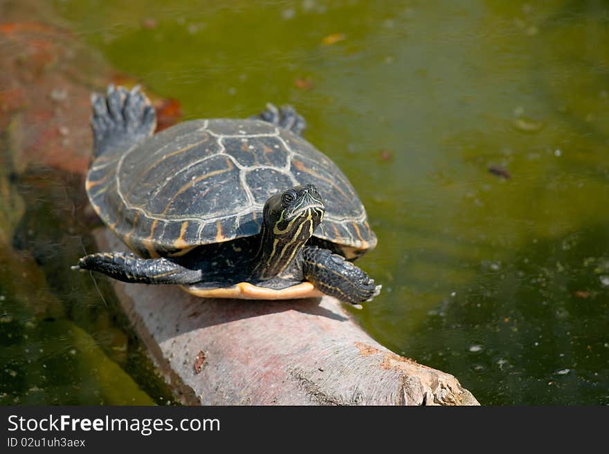 Relaxing turtle on the tree