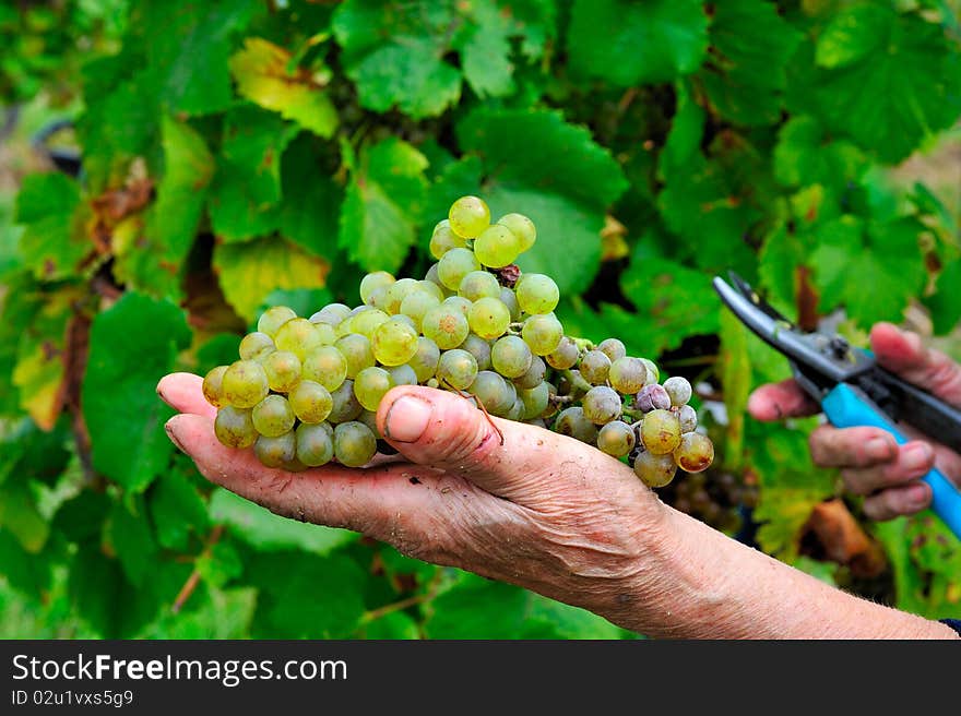 Hand holding a grape with cutter in other hand