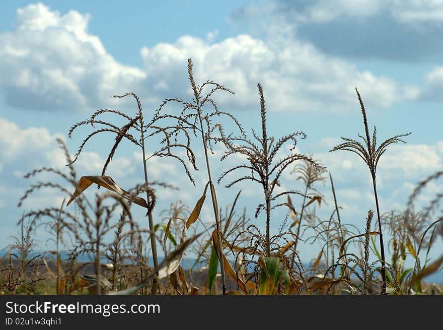 Detail of corn field in the autumn against cloudy sky