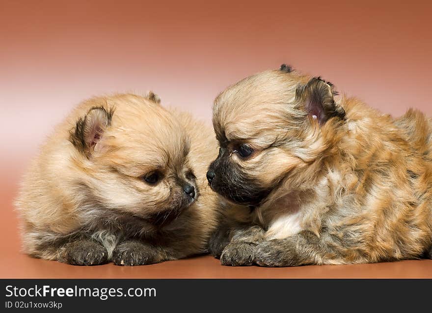 Two puppies of the spitz-dog in studio