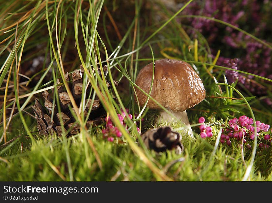 Very fresh mushrooms groving in the forest