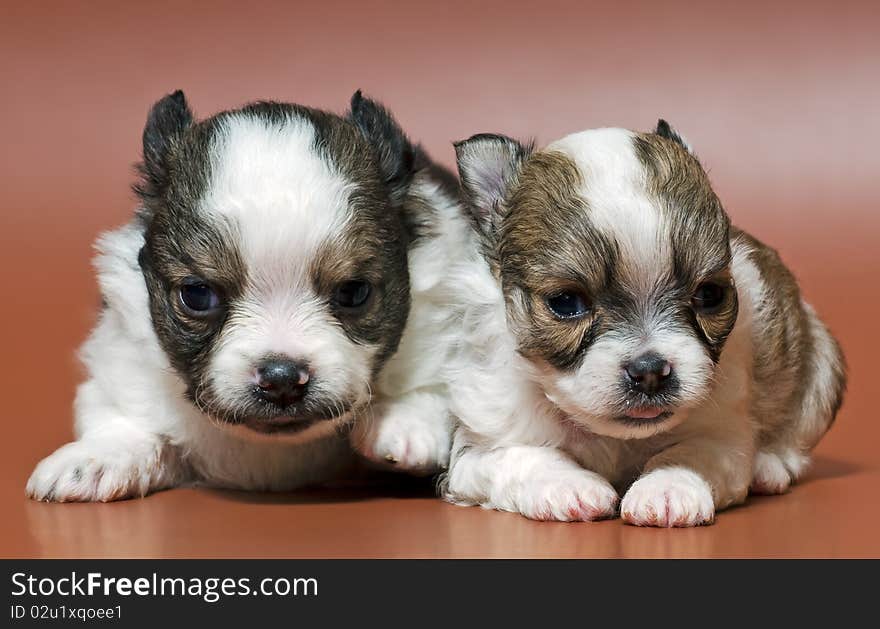 Two puppies of the spitz-dog in studio