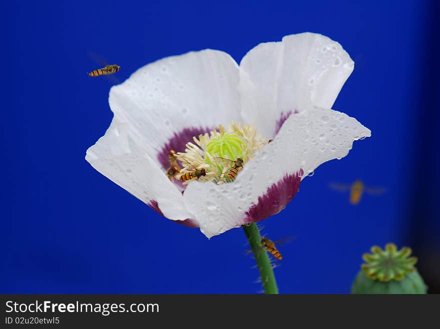 Honey bees around white flower