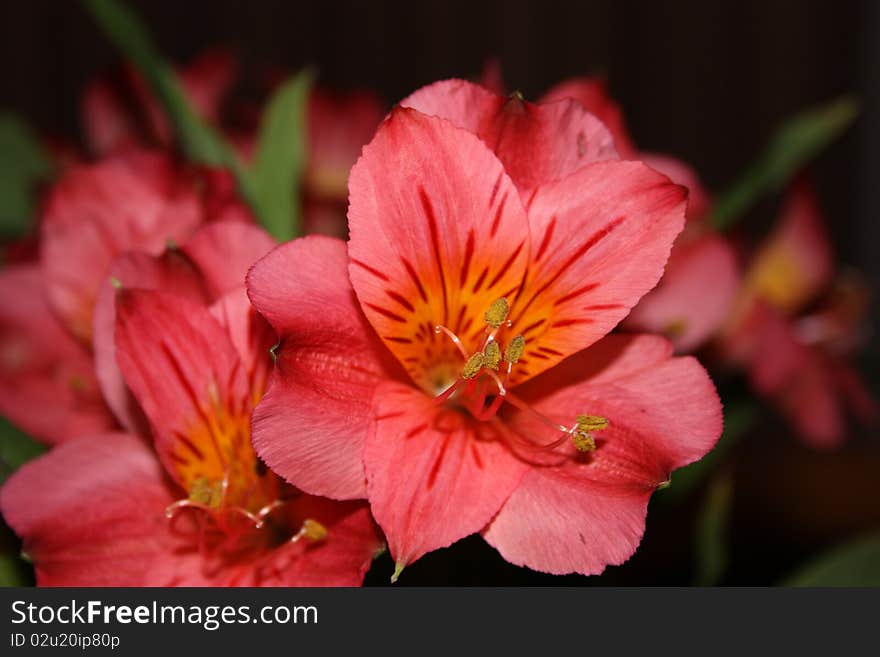 Macro Image of Red Oriental Lily