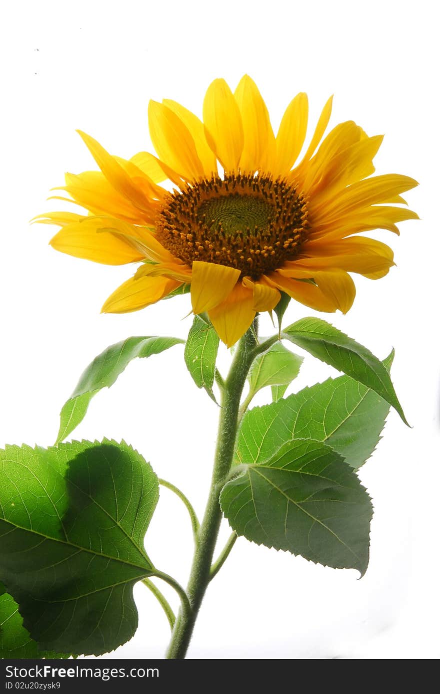 Huge sunflower with white background