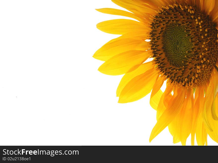 Close up image of sunflower. Close up image of sunflower