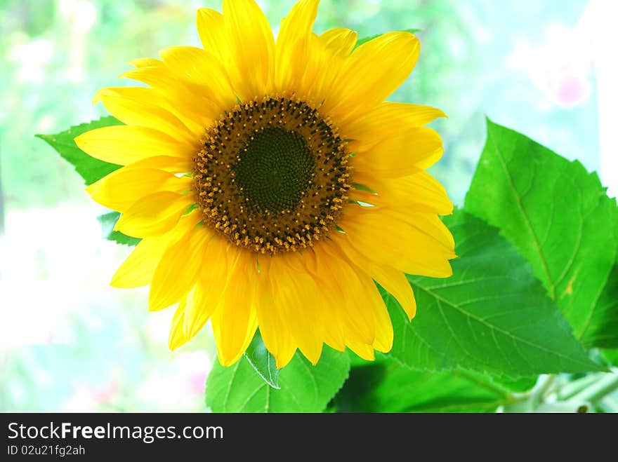 Yellow sunflower with natural background. Yellow sunflower with natural background