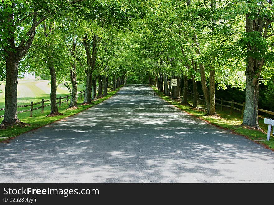 Drive lines with trees and green foliage along the edges for nice shade. Drive lines with trees and green foliage along the edges for nice shade