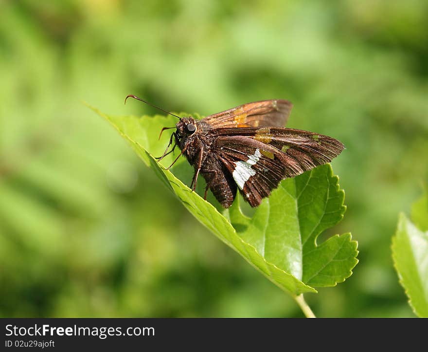 Skipper Butterfly