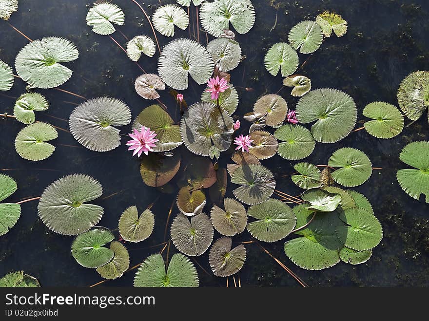 Pink water lilies on a local pond. Pink water lilies on a local pond