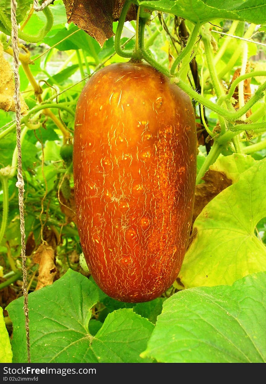 On this photo you can see a big seeded cucumber.