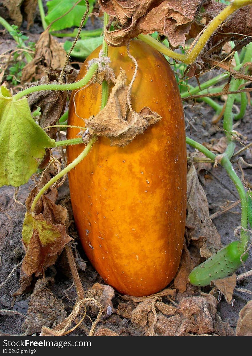 Seeded cucumber