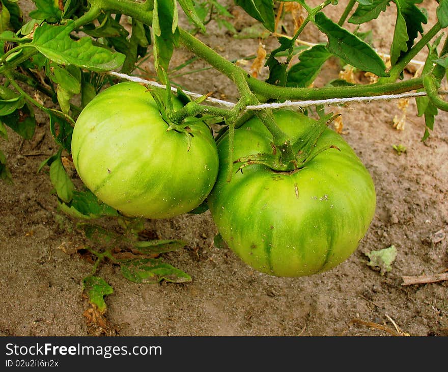 On this photo you can see two green tomatos on a bush.