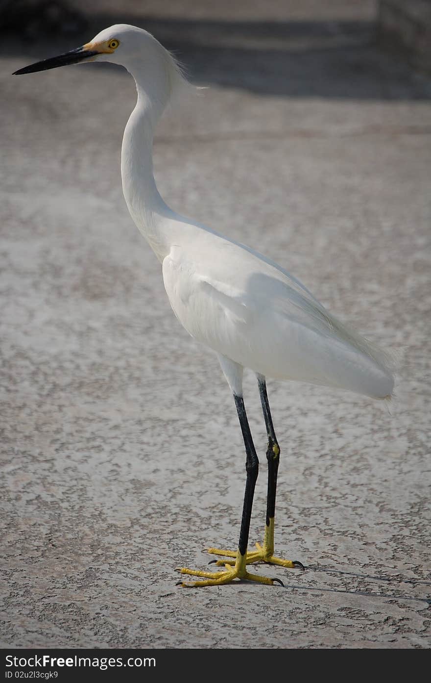 Snowy Egret on a fishing pier in Saint Petersburg Florida