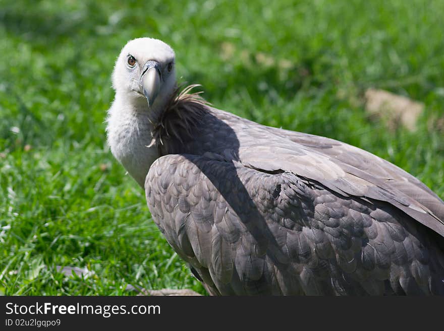 Single griffon grazing on grass meadow