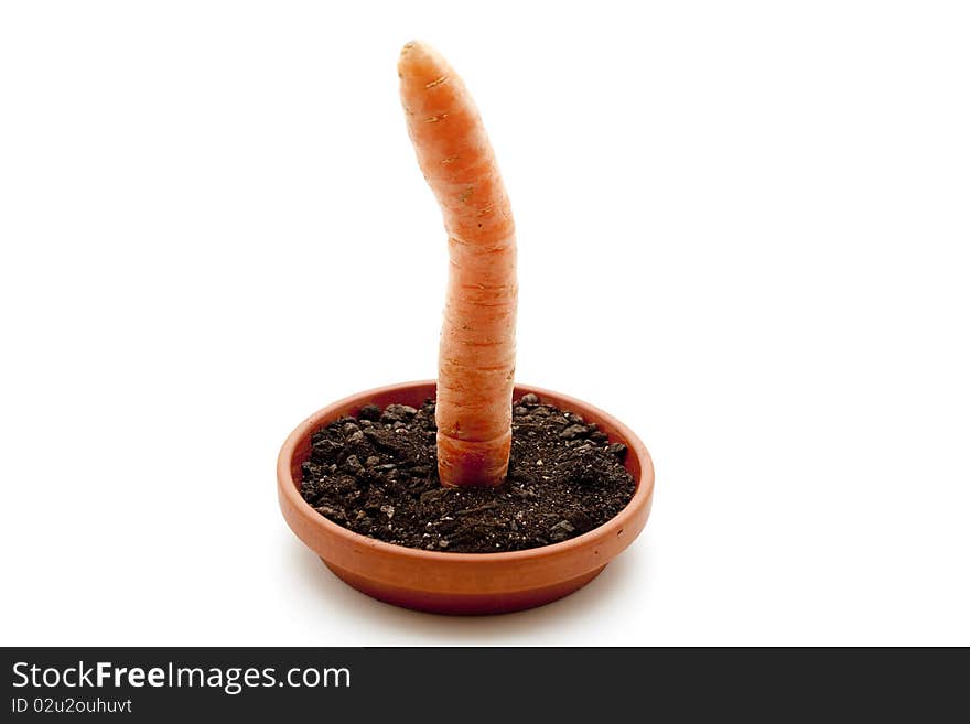 Carrot in the plate with flower earth