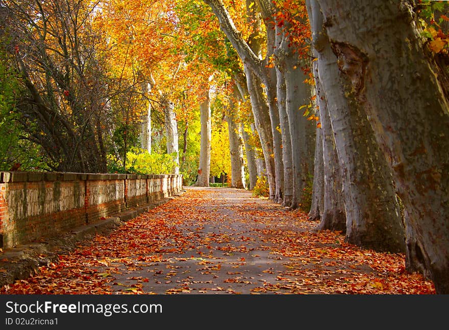 Road to autumn park with the fallen down foliage. Road to autumn park with the fallen down foliage