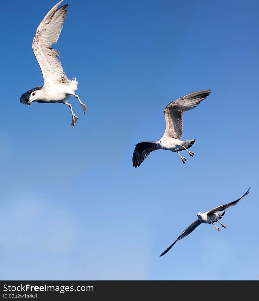 Tree beautiful white seagulls flying over blue sky