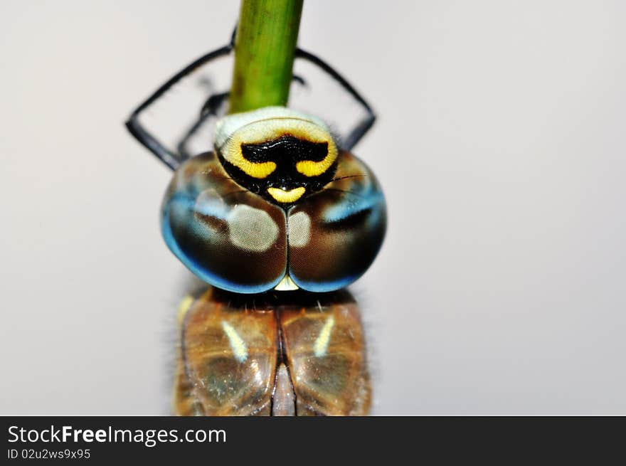 Migrant Hawker (Aeshna affinis) face macro shot