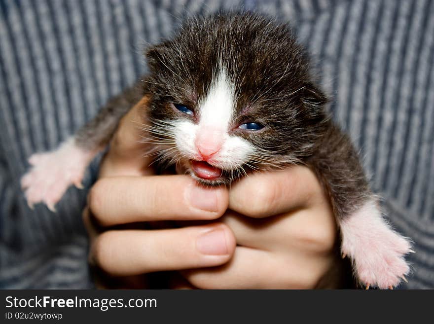 Kitten in hand. The child is holding a little blind kitten.